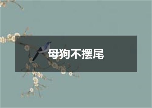 母狗不摆尾