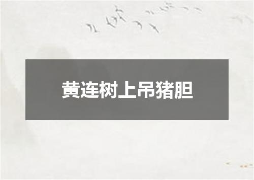 黄连树上吊猪胆
