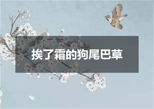 挨了霜的狗尾巴草