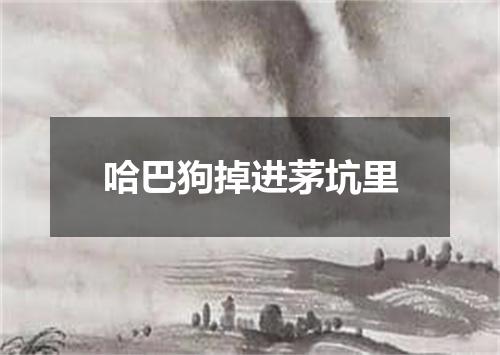 哈巴狗掉进茅坑里