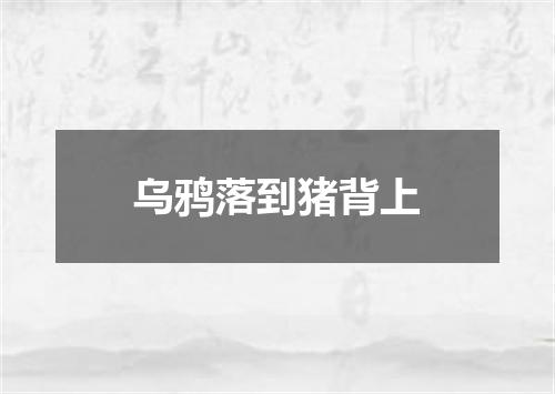 乌鸦落到猪背上