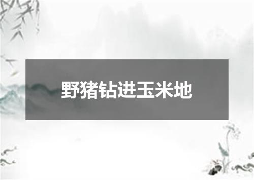 野猪钻进玉米地