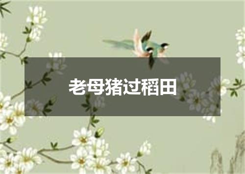 老母猪过稻田