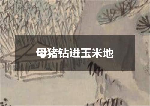 母猪钻进玉米地