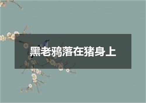 黑老鸦落在猪身上