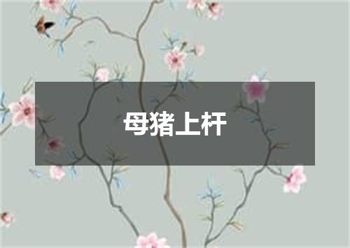 母猪上杆