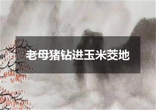 老母猪钻进玉米茭地