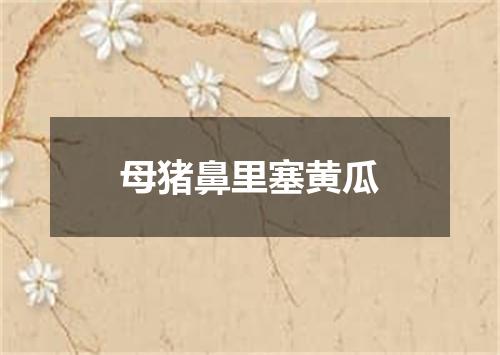 母猪鼻里塞黄瓜