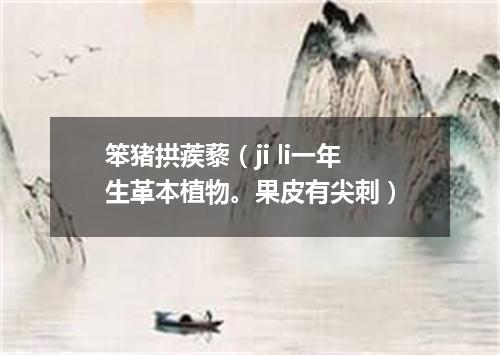 笨猪拱蒺藜（ji li一年生革本植物。果皮有尖刺）