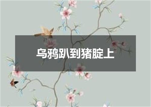 乌鸦趴到猪腚上