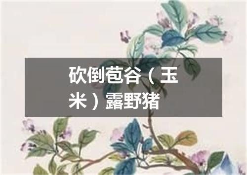 砍倒苞谷（玉米）露野猪