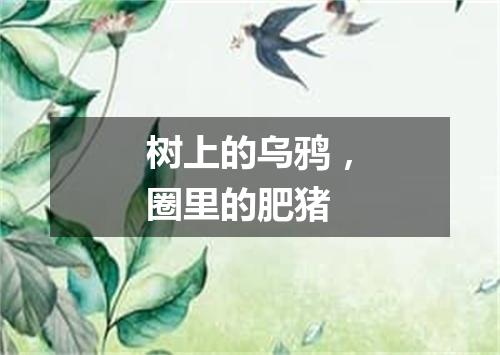 树上的乌鸦，圈里的肥猪