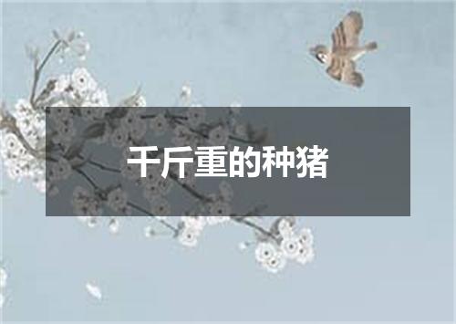 千斤重的种猪