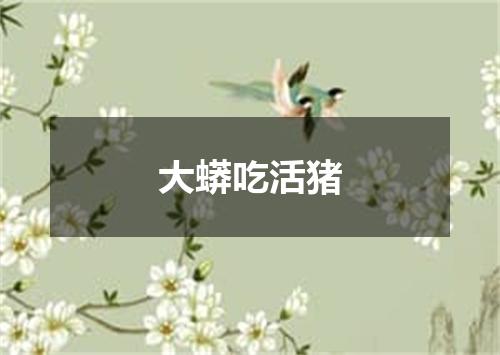 大蟒吃活猪