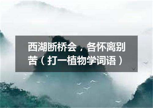 西湖断桥会，各怀离别苦（打一植物学词语）