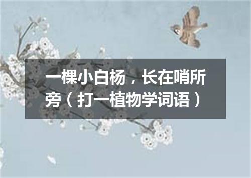 一棵小白杨，长在哨所旁（打一植物学词语）