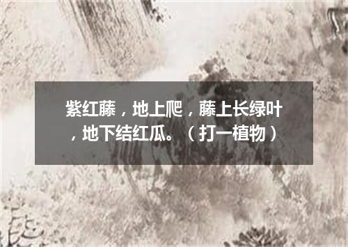紫红藤，地上爬，藤上长绿叶，地下结红瓜。（打一植物）