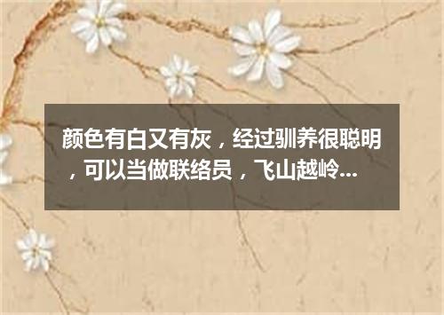 颜色有白又有灰，经过驯养很聪明，可以当做联络员，飞山越岭把信送。（打一动物）