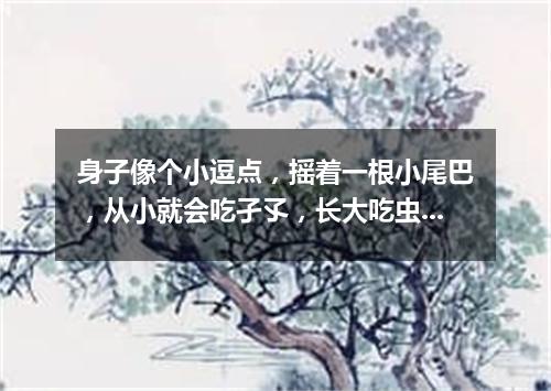 身子像个小逗点，摇着一根小尾巴，从小就会吃孑孓，长大吃虫叫哇哇。（打一动物）