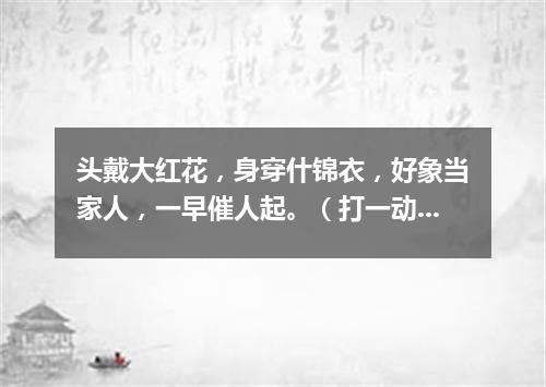头戴大红花，身穿什锦衣，好象当家人，一早催人起。（打一动物）