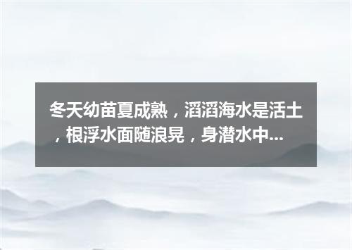 冬天幼苗夏成熟，滔滔海水是活土，根浮水面随浪晃，身潜水中漫起舞。（打一植物）