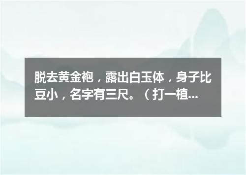 脱去黄金袍，露出白玉体，身子比豆小，名字有三尺。（打一植物）