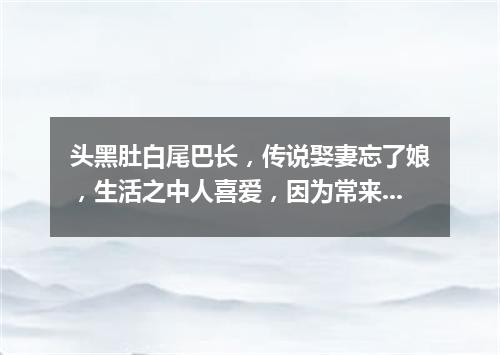 头黑肚白尾巴长，传说娶妻忘了娘，生活之中人喜爱，因为常来报吉祥。（打一动物）