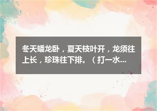 冬天蟠龙卧，夏天枝叶开，龙须往上长，珍珠往下排。（打一水果）