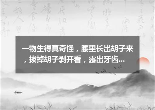 一物生得真奇怪，腰里长出胡子来，拔掉胡子剥开看，露出牙齿一排排。（打一植物）