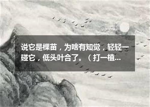 说它是棵苗，为啥有知觉，轻轻一碰它，低头叶合了。（打一植物）