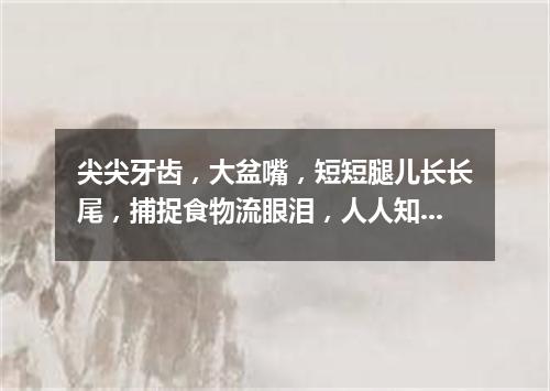尖尖牙齿，大盆嘴，短短腿儿长长尾，捕捉食物流眼泪，人人知它假慈悲。（打一动物）