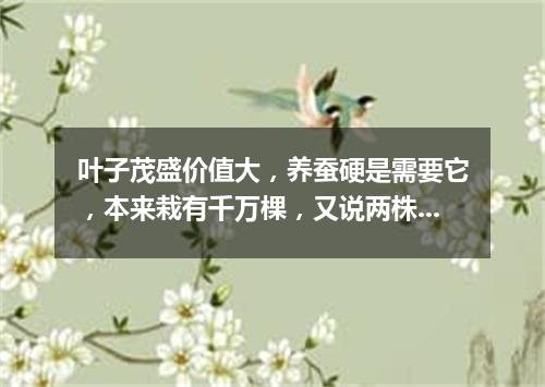 叶子茂盛价值大，养蚕硬是需要它，本来栽有千万棵，又说两株冤枉大。（打一植物）