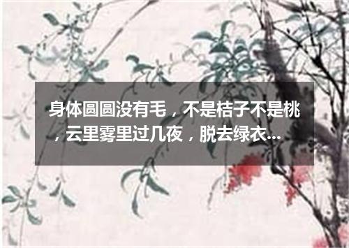 身体圆圆没有毛，不是桔子不是桃，云里雾里过几夜，脱去绿衣换红袍。（打一植物）