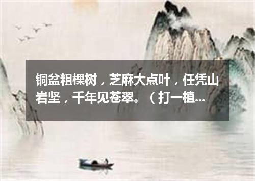 铜盆粗棵树，芝麻大点叶，任凭山岩坚，千年见苍翠。（打一植物）