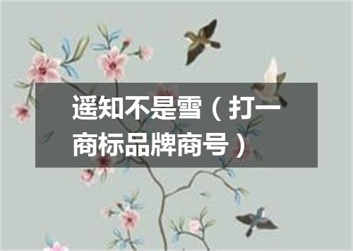 遥知不是雪（打一商标品牌商号）