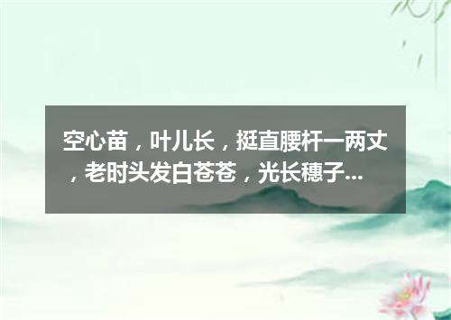 空心苗，叶儿长，挺直腰杆一两丈，老时头发白苍苍，光长穗子不打粮。（打一植物）