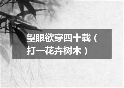 望眼欲穿四十载（打一花卉树木）