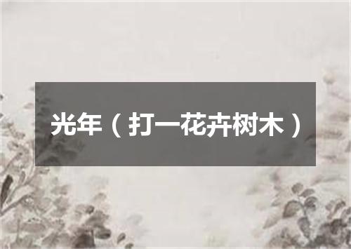 光年（打一花卉树木）