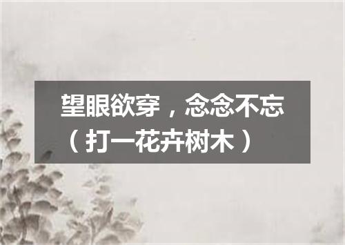 望眼欲穿，念念不忘（打一花卉树木）