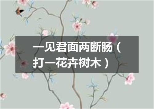 一见君面两断肠（打一花卉树木）