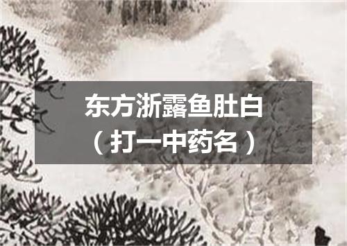 东方浙露鱼肚白（打一中药名）