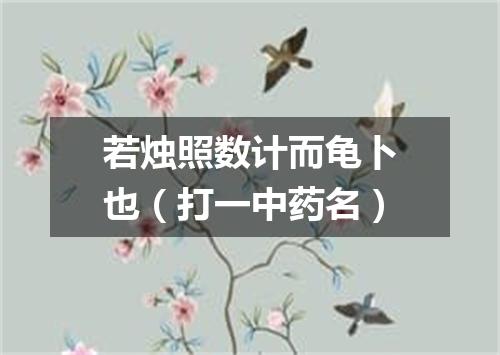 若烛照数计而龟卜也（打一中药名）