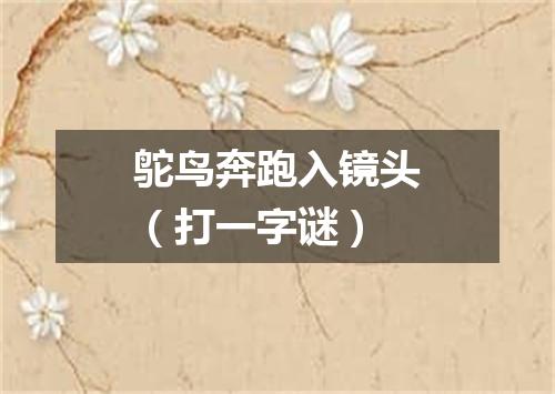 鸵鸟奔跑入镜头（打一字谜）