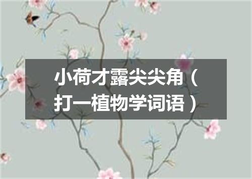 小荷才露尖尖角（打一植物学词语）