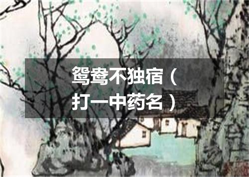 鸳鸯不独宿（打一中药名）