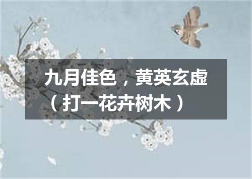 九月佳色，黄英玄虚（打一花卉树木）