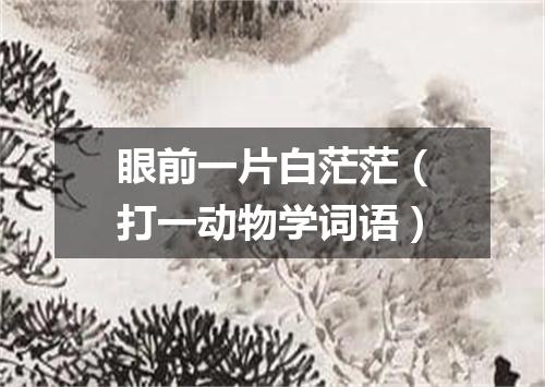 眼前一片白茫茫（打一动物学词语）