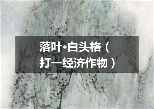 落叶·白头格（打一经济作物）