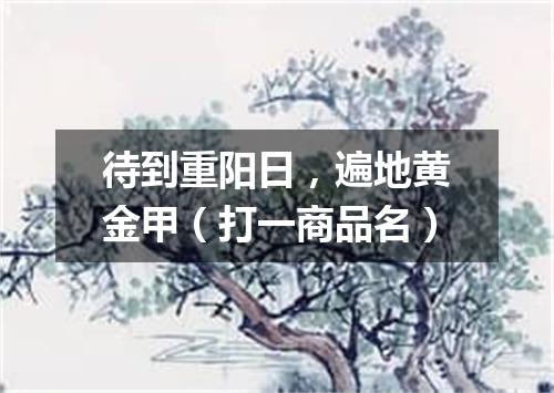 待到重阳日，遍地黄金甲（打一商品名）